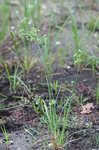 Tropical flatsedge